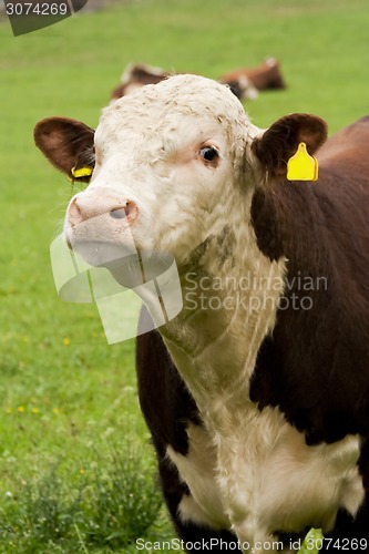 Image of bull