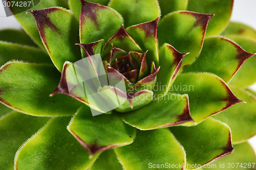 Image of Succulent
