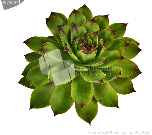 Image of Sempervivum