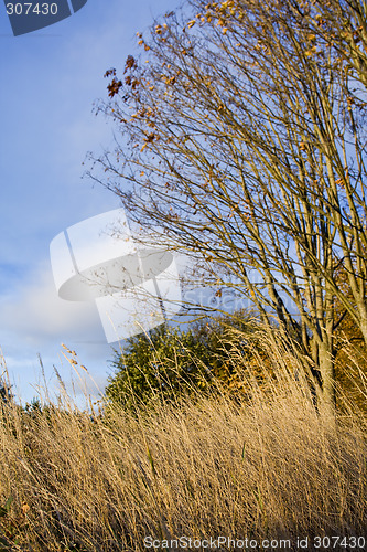 Image of Nature