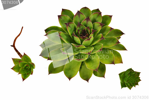 Image of Succulent