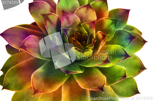 Image of Succulent