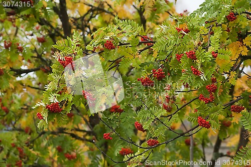 Image of rowanberries