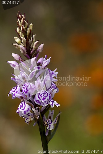 Image of heath spotted orchid