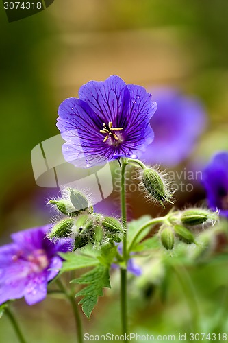 Image of wood geranium