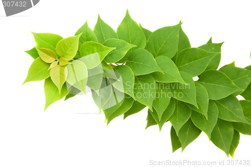 Image of Green leaves