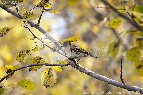 Image of brambling