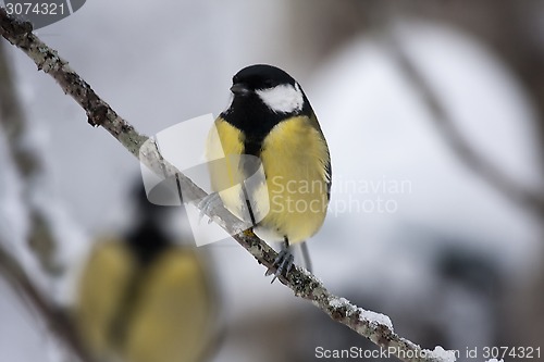 Image of great tit