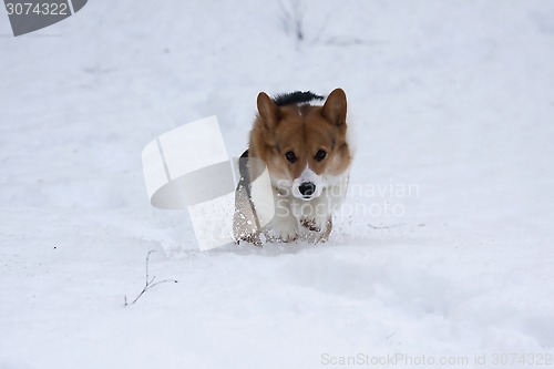 Image of dog in snow