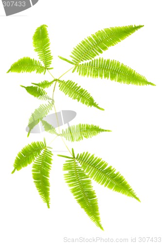 Image of Fern leaves isolated