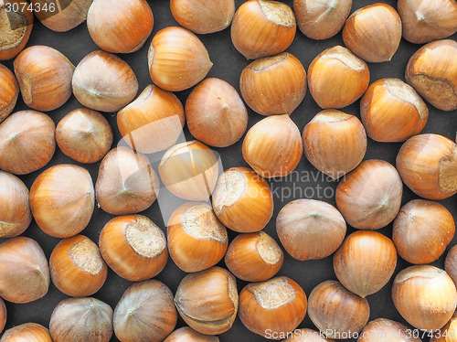 Image of Hazelnut fruit