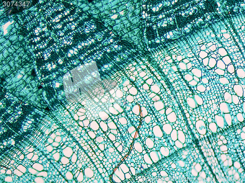 Image of Tilia stem micrograph