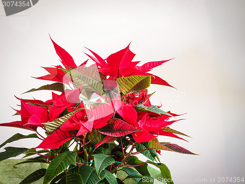 Image of Poinsettia Christmas star