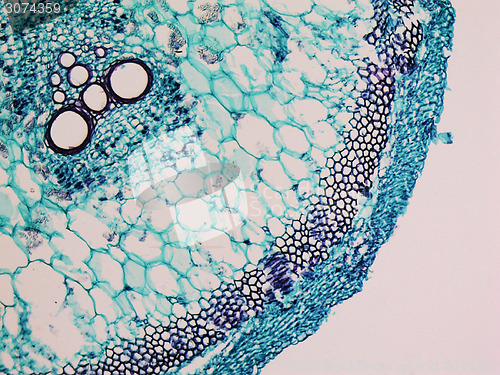 Image of Cucurbita stem micrograph