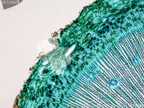 Image of Pine Wood micrograph