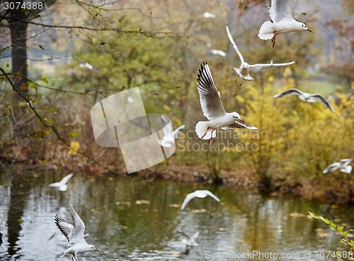 Image of Soaring seagulls 