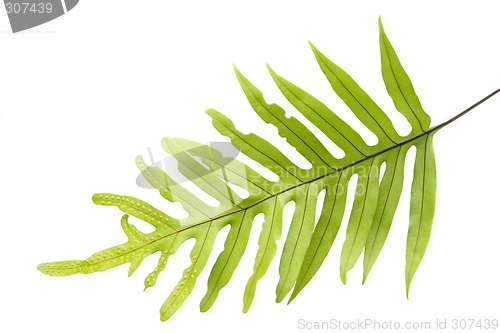 Image of Green leaves

