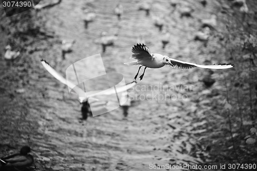 Image of Soaring seagulls 