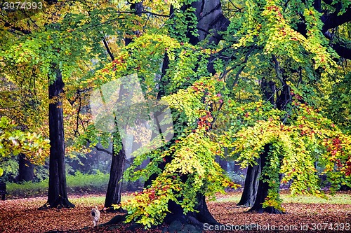 Image of autumnal trees in the park