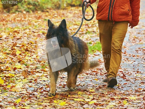 Image of German shepherd 