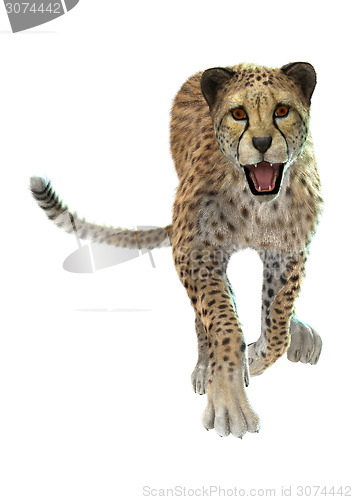 Image of Cheetah