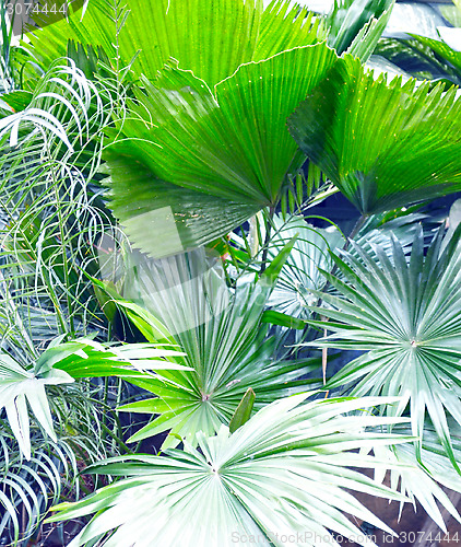 Image of Green palm leaf