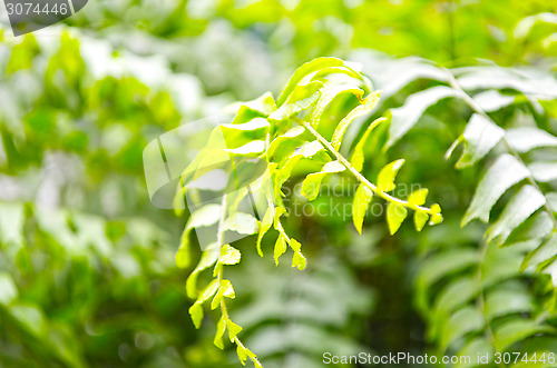 Image of Green leaf