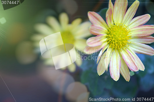 Image of Yellow Flower