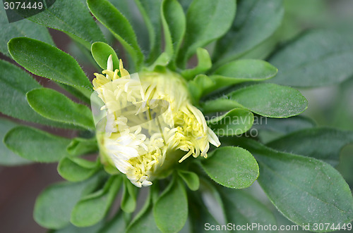 Image of Yellow Flower