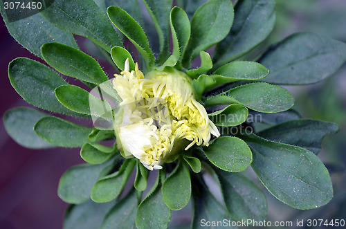 Image of Yellow Flower