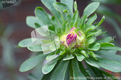 Image of Pink flower