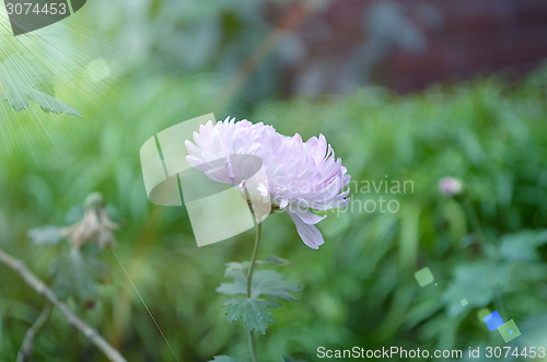 Image of Pink flower