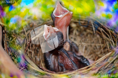 Image of Baby Birds In The Nest