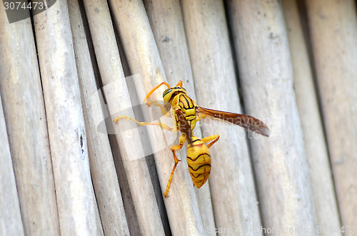 Image of Honey Bee