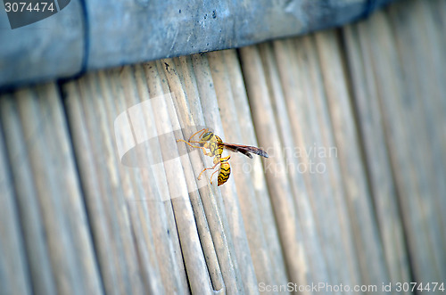 Image of Honey Bee