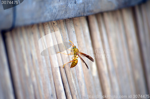 Image of Honey Bee