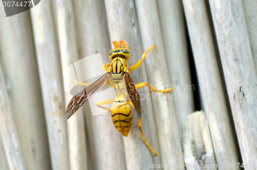 Image of Honey Bee