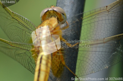 Image of Female Dragon Fly