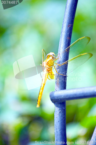 Image of Female Dragon Fly