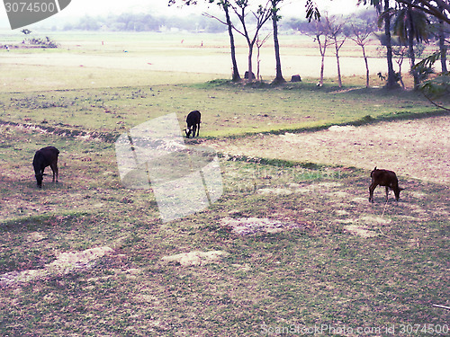 Image of Cattle pasture full of green grass