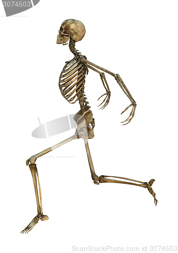 Image of Dancing Skeleton