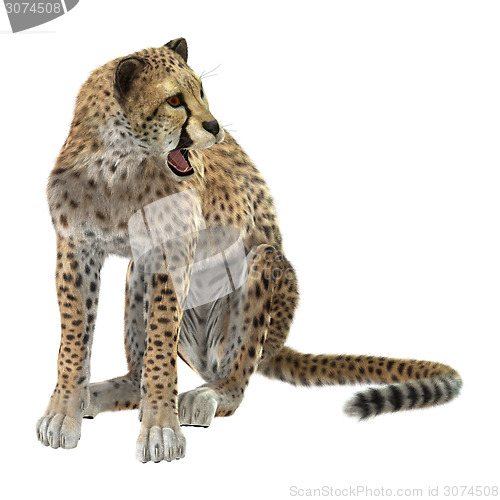 Image of Cheetah