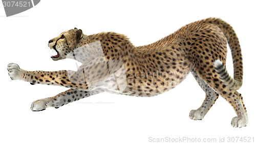 Image of Cheetah