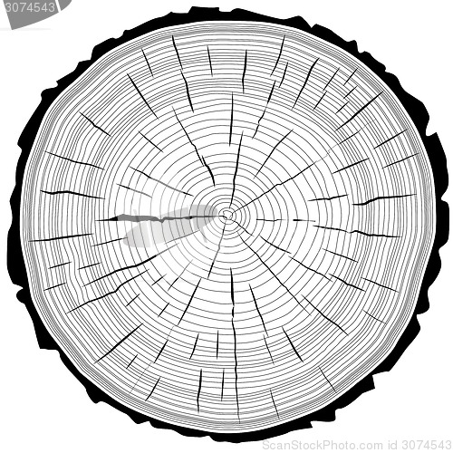 Image of Tree rings saw cut tree trunk background. Vector illustration.