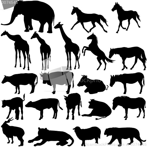 Image of Set  silhouettes animals in zoo collection on a white background