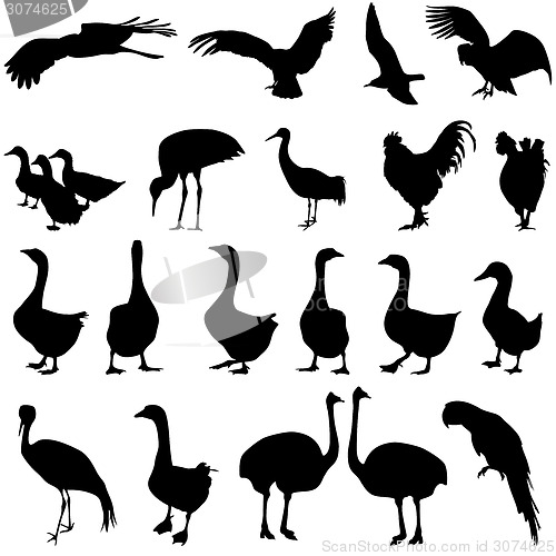 Image of Set  silhouettes  birds in the zoo collection on a white backgro