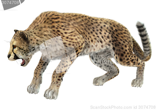 Image of Cheetah