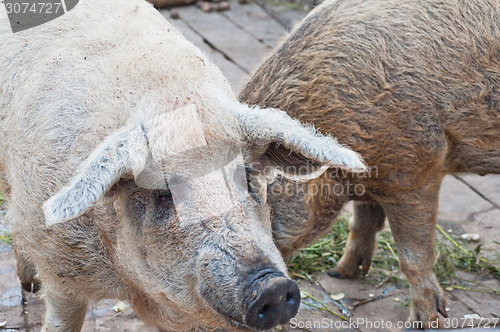 Image of pigs at farm