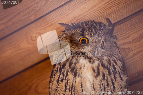 Image of eagle owl