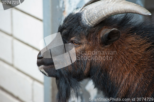 Image of Sheep ram